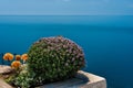 Purple flowers of Thymus vulgaris bushes known as Common Thyme, Garden thyme, . thyme in front of the turquoise sea on cape Royalty Free Stock Photo