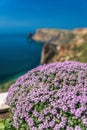 Purple flowers of Thymus vulgaris bushes known as Common Thyme, Garden thyme, . thyme in front of the turquoise sea on cape Royalty Free Stock Photo