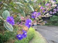 Purple flowers, Tibouchina Grandiflora