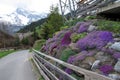 Purple Flowers & the Trail in Murren