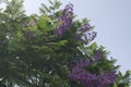 Purple flowers on a tree