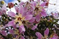 Purple flowers on a tree.