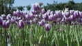 Purple Flowers Purple Tulip