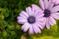 Purple flower up close with blurred background.