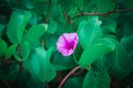 Purple flowers are usually lush green, usually growing on the be Royalty Free Stock Photo