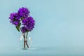 Purple flowers in a vase with water on a blue background with space for text Royalty Free Stock Photo