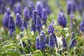 Purple hyacinthÃ¯Â¼Åplants, spring, hyacinth.