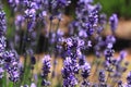 Purple flowers in Victoria, Australia Royalty Free Stock Photo