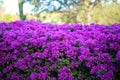 Purple flowers violet flores purpura violetas 50 megapixels picture Royalty Free Stock Photo