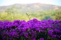 Purple flowers violet flores purpura violetas 50 megapixels picture Royalty Free Stock Photo