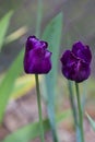 Purple Flowers: Violet tulips Royalty Free Stock Photo