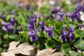 Purple flowers of violets (Violets odorata) Royalty Free Stock Photo