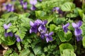 Purple flowers of violets (Violets odorata) Royalty Free Stock Photo