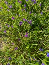 Purple flowers of viper bugloss (echium plantagineum
