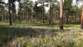 Purple Flowers Walking Path Black Forest Colorado