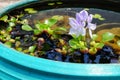 Purple flowers of water hyacinth In the green bath,Eichhornia cr Royalty Free Stock Photo