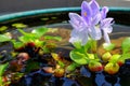 Purple flowers of water hyacinth In the green bath,Eichhornia cr Royalty Free Stock Photo