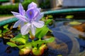 Purple flowers of water hyacinth In the green bath,Eichhornia cr Royalty Free Stock Photo