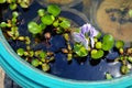 Purple flowers of water hyacinth In the green bath,Eichhornia cr Royalty Free Stock Photo