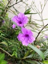 Purple flowers, waterkanon