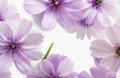 Purple Flowers on White Background: Elegance in Bloom.