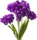 purple flowers lorem ipsum dolor sit amet. AI- Generated Royalty Free Stock Photo