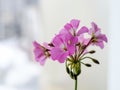 Purple flowers on a white background Royalty Free Stock Photo