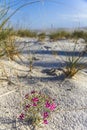 Purple flowers in white sand monument Royalty Free Stock Photo