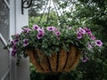 Purple flowers in a wicker basket hanging on white wooden wall.