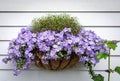 Purple flowers in a wicker basket hanging on white wooden wall.