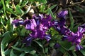 Purple flowers in the wild on a background of green grass Royalty Free Stock Photo