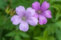 Purple flowers of Wild Geranium maculatum close up