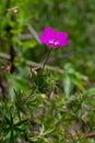 Purple flowers of Wild Geranium maculatum close up. Spring nature, spring garden. Geranium maculatum, the wild geranium Royalty Free Stock Photo