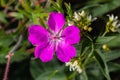 Purple flowers of Wild Geranium maculatum close up. Spring nature, spring garden. Geranium maculatum, the wild geranium Royalty Free Stock Photo