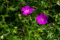 Purple flowers of Wild Geranium maculatum close up. Spring nature, spring garden. Geranium maculatum, the wild geranium Royalty Free Stock Photo