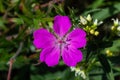 Purple flowers of Wild Geranium maculatum close up. Spring nature, spring garden. Geranium maculatum, the wild geranium Royalty Free Stock Photo