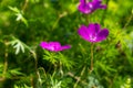 Purple flowers of Wild Geranium maculatum close up. Spring nature, spring garden. Geranium maculatum, the wild geranium Royalty Free Stock Photo