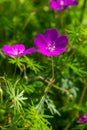 Purple flowers of Wild Geranium maculatum close up. Spring nature, spring garden. Geranium maculatum, the wild geranium is a Royalty Free Stock Photo