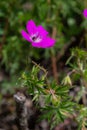 Purple flowers of Wild Geranium maculatum close up. Spring nature, spring garden. Geranium maculatum, the wild geranium Royalty Free Stock Photo