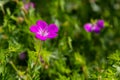 Purple flowers of Wild Geranium maculatum close up. Spring nature, spring garden. Geranium maculatum, the wild geranium is a Royalty Free Stock Photo