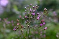 Purple flowers of a wild grass plant with the scientific name Vernonia cinerea with a natural blur background