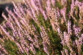 The purple flowers of wild Heather