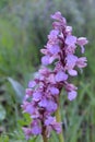 Purple flowers of the wild orchid in the park. Royalty Free Stock Photo