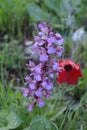 Purple flowers of the wild orchid in the park. Royalty Free Stock Photo