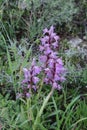 Purple flowers of the wild orchid in the park. Royalty Free Stock Photo