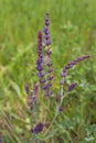 Purple flowers of Woodland sage, Common sage with butterfly Royalty Free Stock Photo