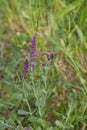 Purple flowers of Woodland sage, Common sage with butterfly in the garden. Royalty Free Stock Photo