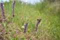 Purple flowers of Woodland sage, Common sage with butterfly in the garden. Royalty Free Stock Photo