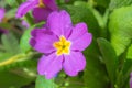 Purple flowers with yellow petals at green leaves background