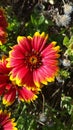 Purple flowers with yellow tips in the sun - Indian Blanket - Gaillardia pulchella Royalty Free Stock Photo